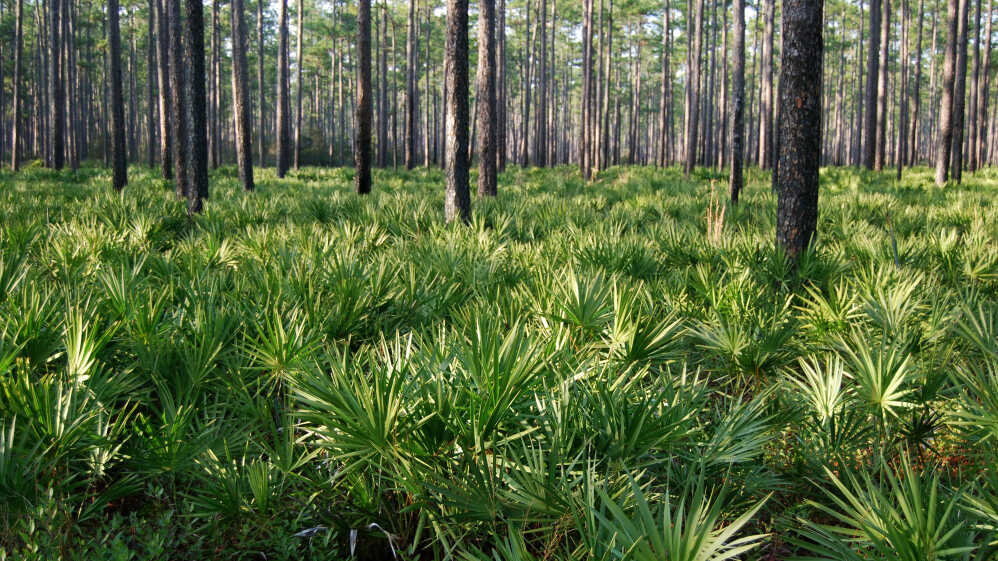 Planatacja Saw Palmentto